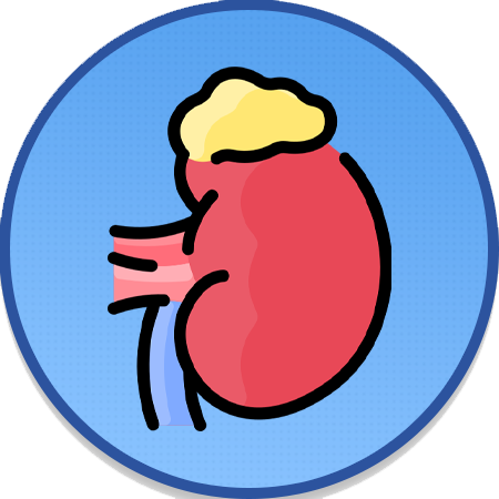 Adrenal Gland